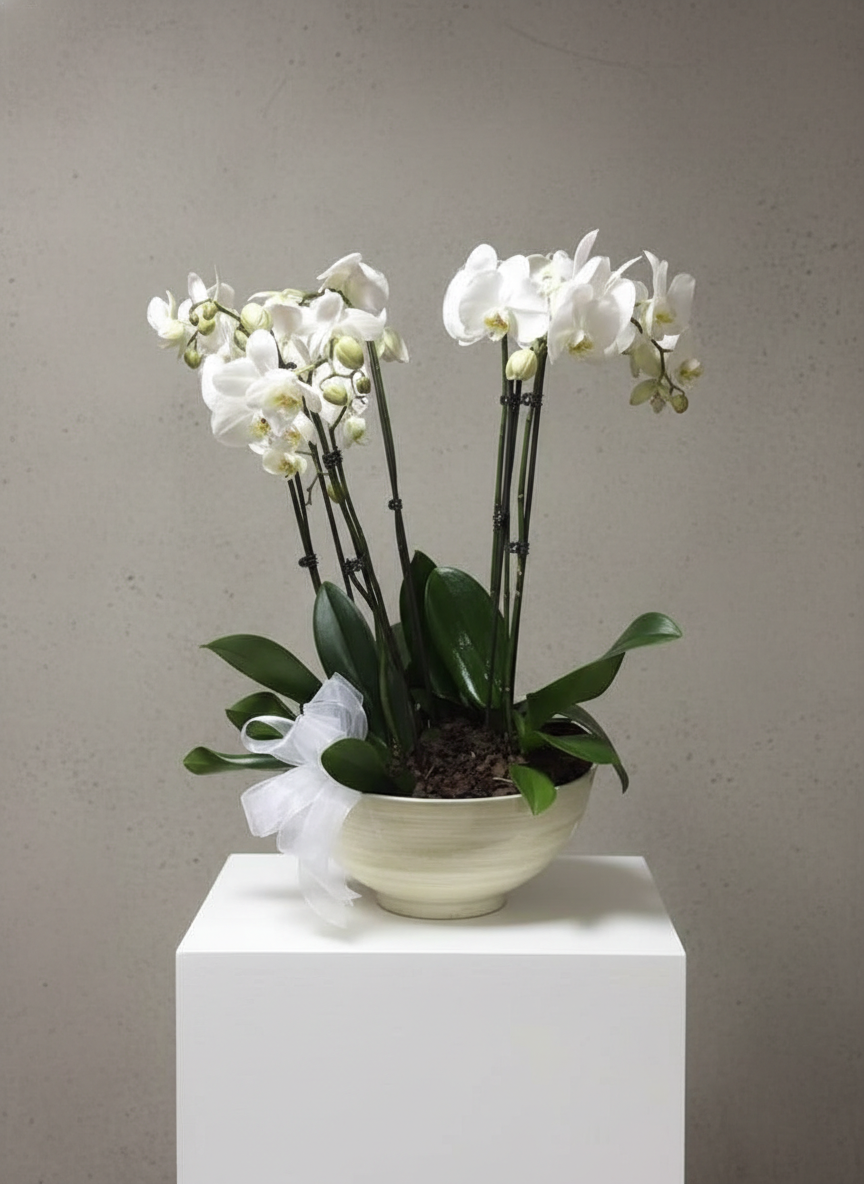 White phalaenopsis orchid arrangement in cream bowl with white ribbon